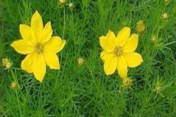 Coreopsis verticillata \x27Grandiflora\x27