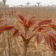 紅油香椿