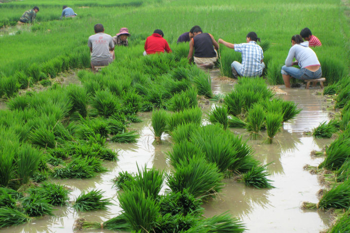 rice seedling