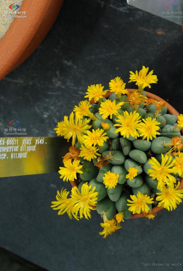 Conophytum bilobum