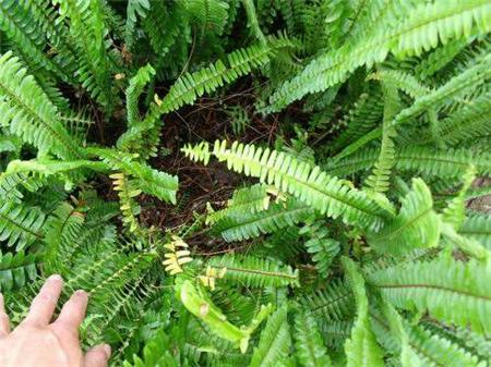 腎蕨(篦子草（植物）)