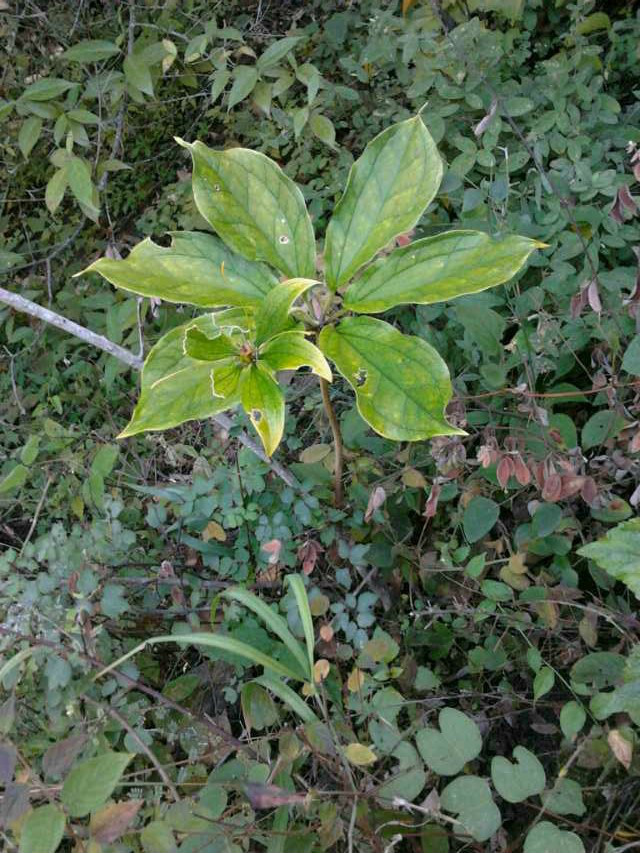 上阿百嶺村