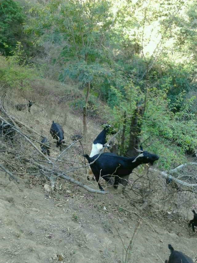 上阿百嶺村