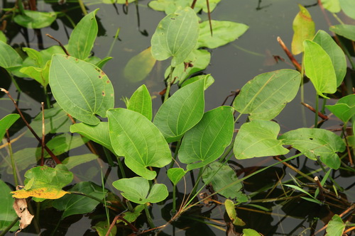 水生花卉——大葉皇冠草