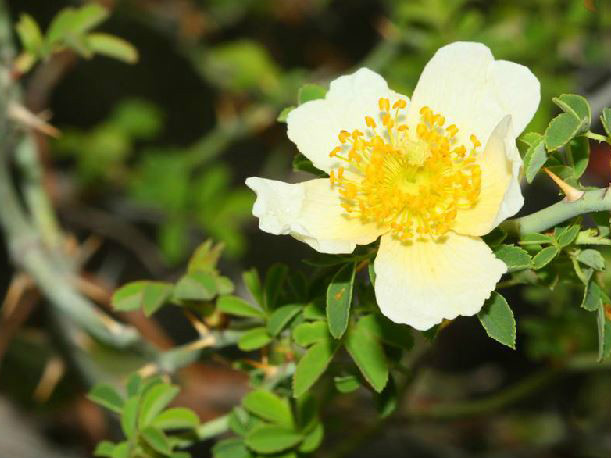 小葉川滇薔薇（變種）