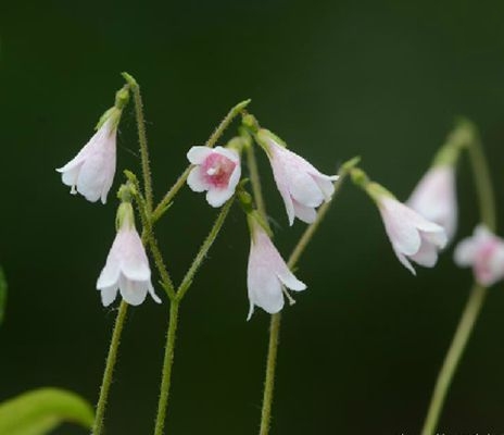 北極花