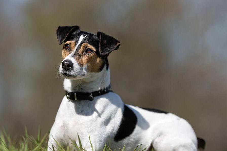 丹麥瑞典農場犬