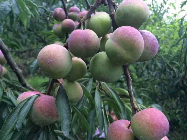 宜賓茵紅李