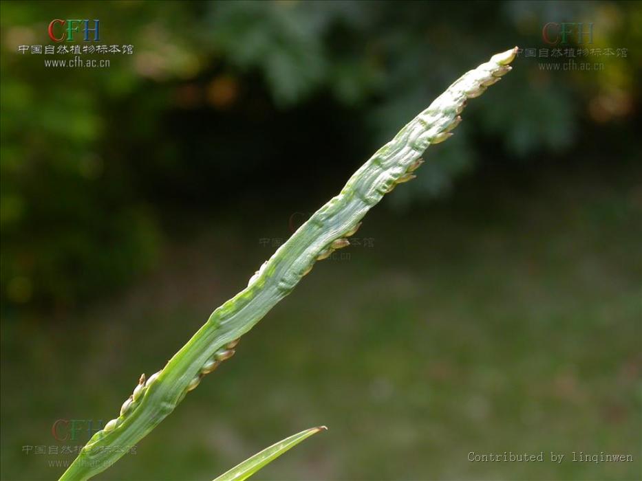 鈍葉草屬