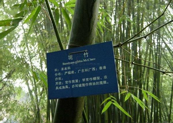 坭竹無性系1號