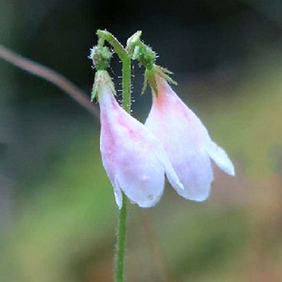 北極花