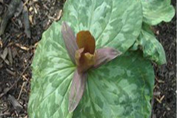 Trillium cuneatum