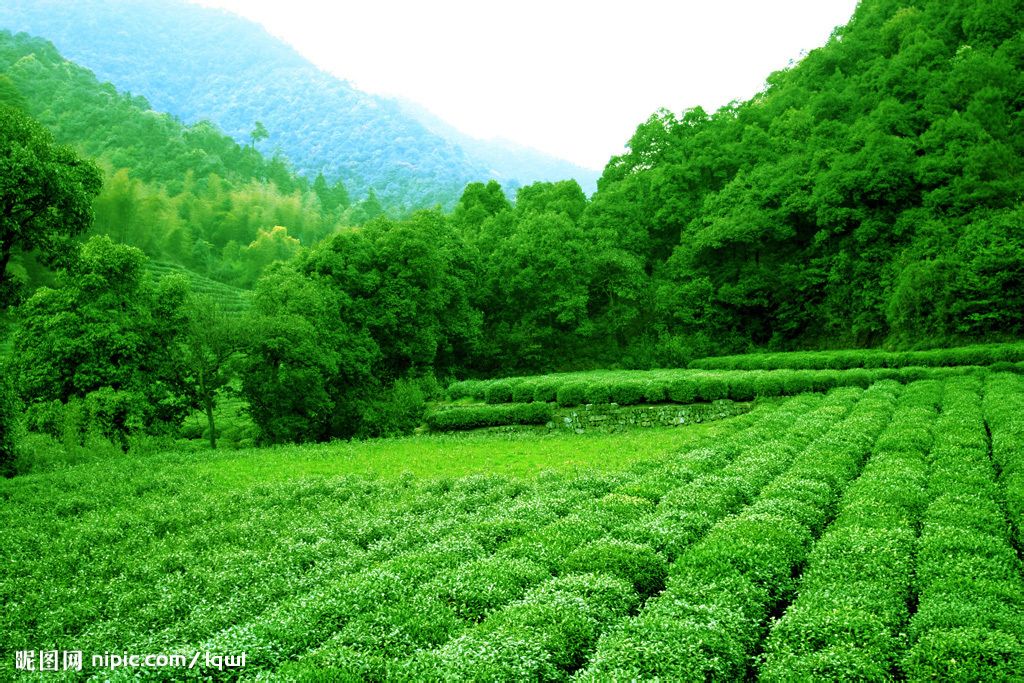 安溪——長坑鄉.茶山景觀