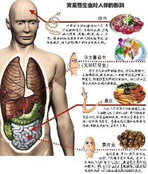 鉤蟲、蛔蟲、鞭蟲，肺吸