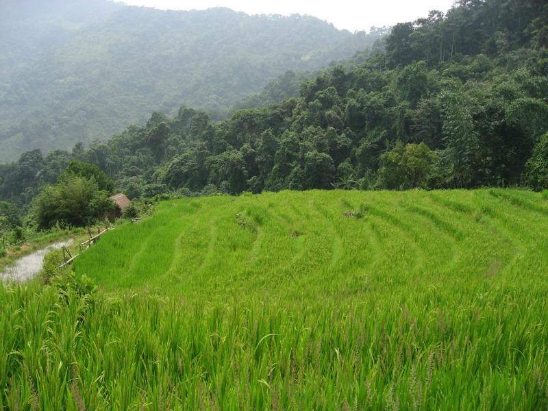 田園