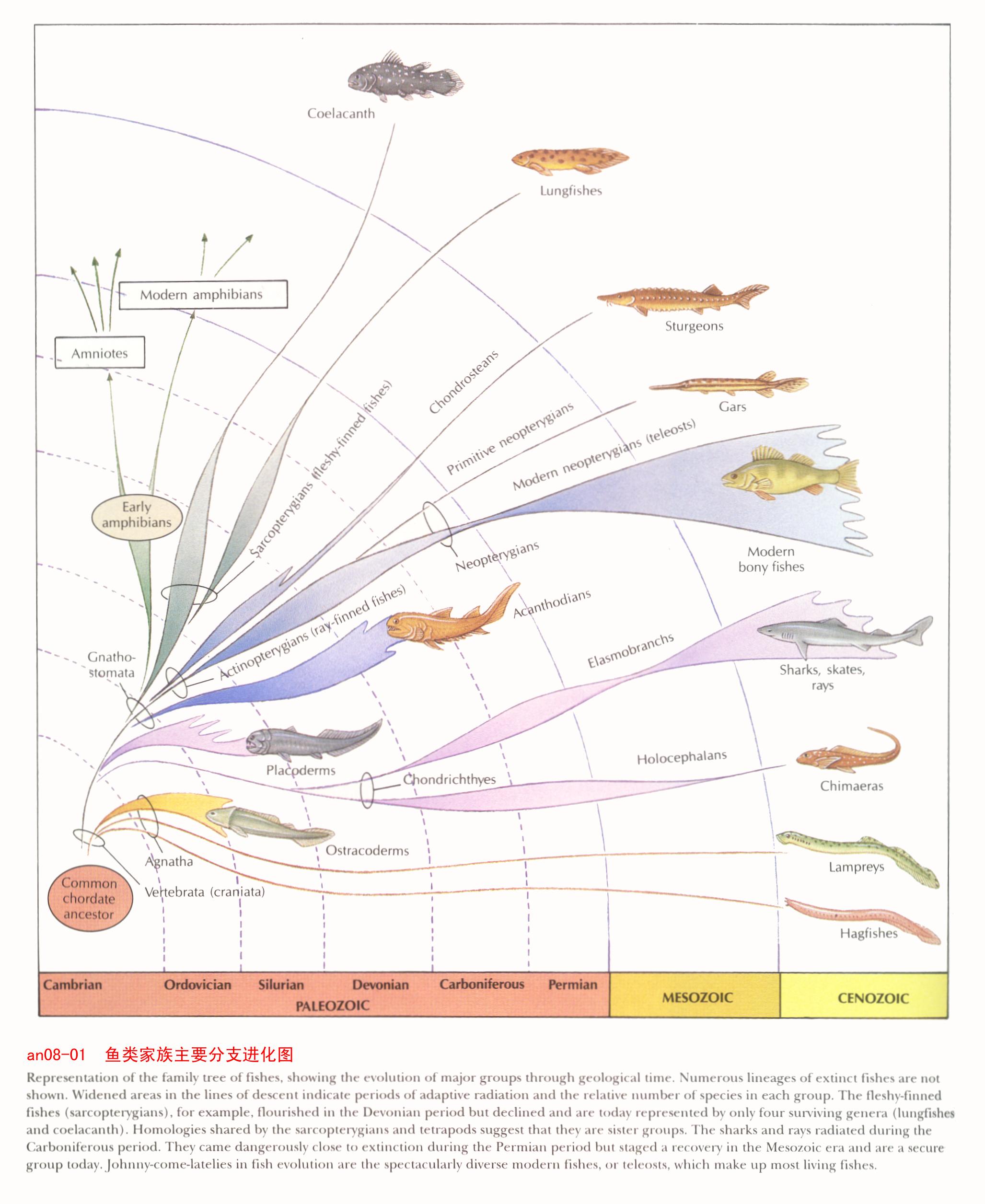 進化