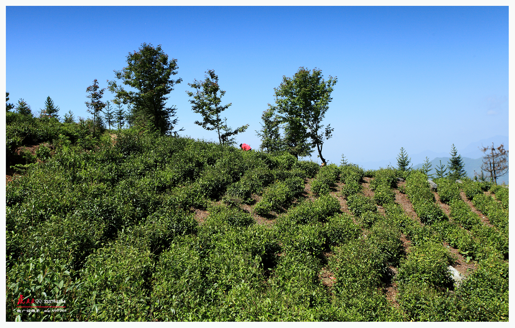 牯牛降高山野茶