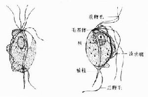 生殖器滴蟲病