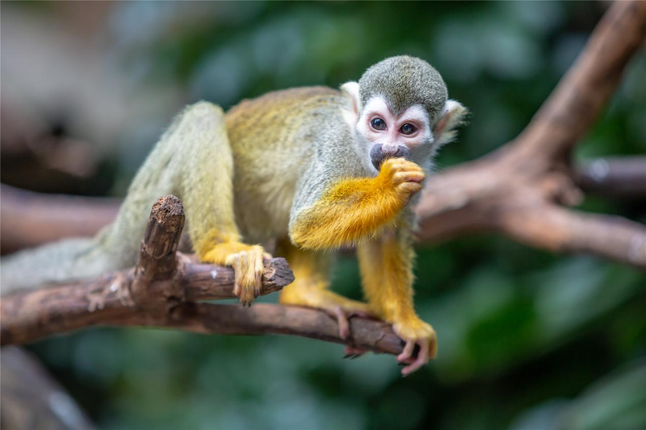 長隆野生動物世界