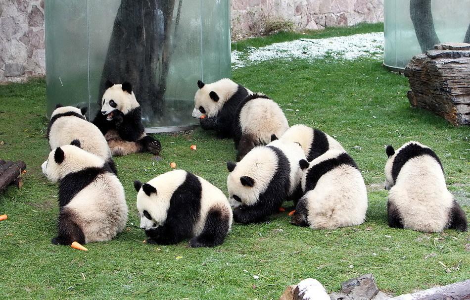大熊貓平平