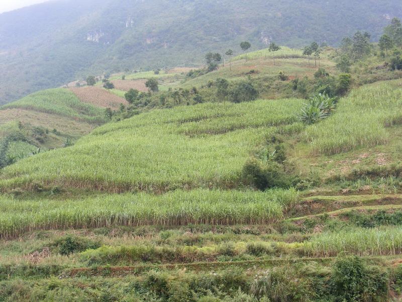 甘蔗種植業