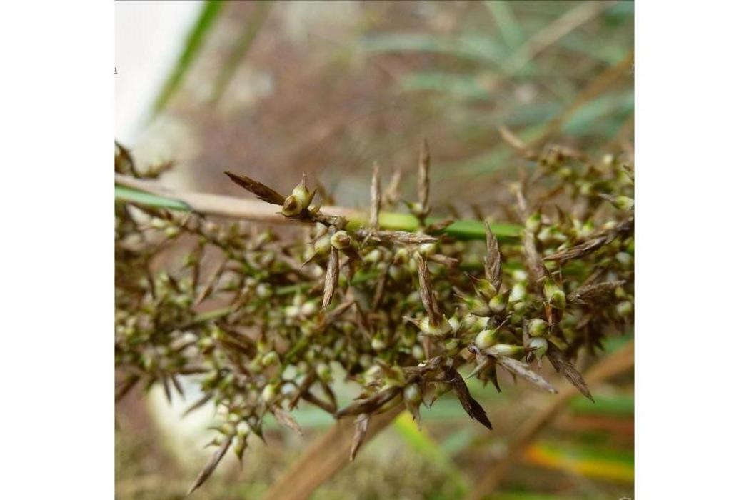 蕨狀薹草(蕨狀苔草)