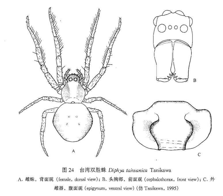 黔雙勝蛛