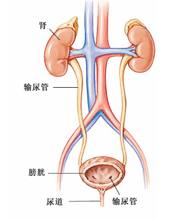 排尿欲