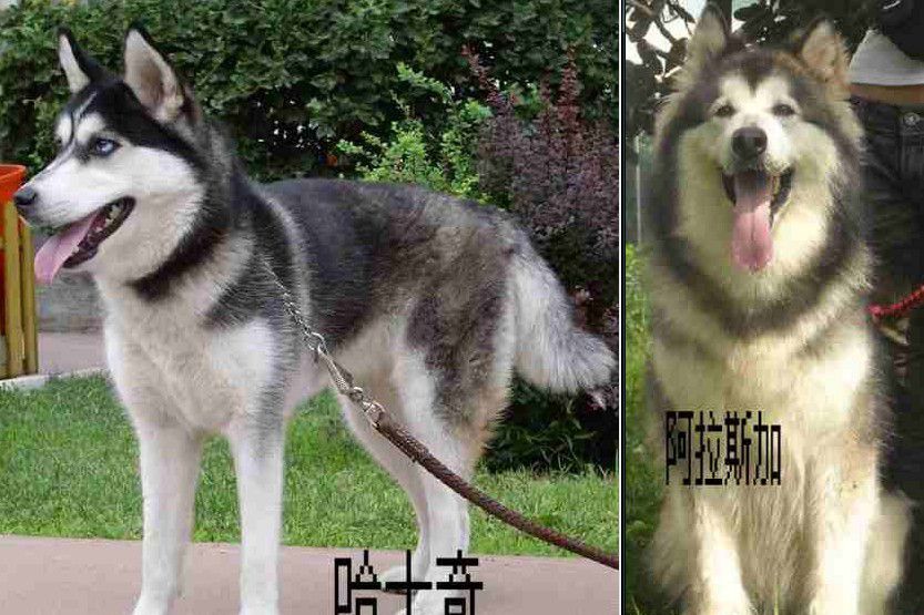 名犬欣賞阿拉斯加雪橇犬與哈士奇的區別