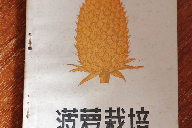 鳳梨栽培