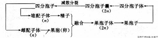 紅藻門物種繁殖一般過程