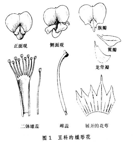 斜翼亞科