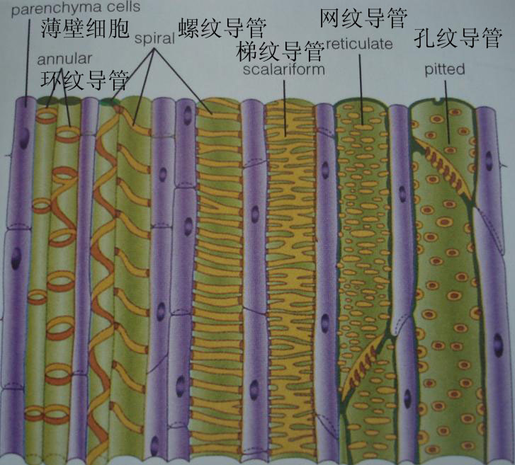 導管植物