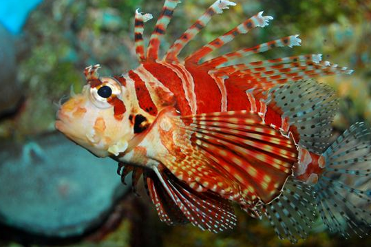 派氏短吻獅子魚