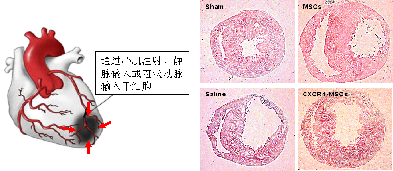 生物活性材料研究教育部重點實驗室（南開大學）