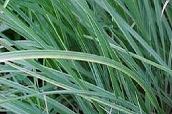 Carex nigra \x27Variegata\x27