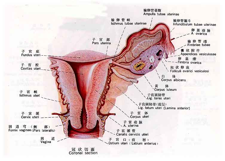 子宮內膜異位症