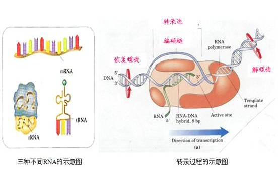 核糖體間隔基因分析