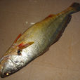 黃唇魚(金錢鰵)