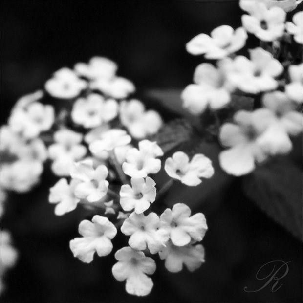 木蘭花慢·雨中荼蘼