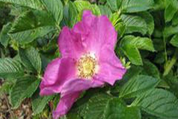 Rosa rugosa