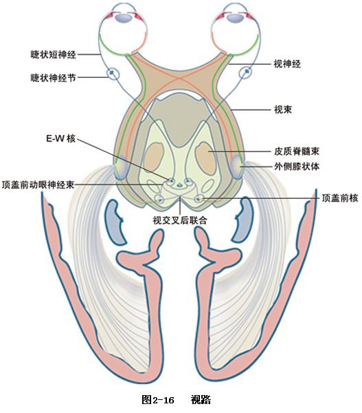 視路