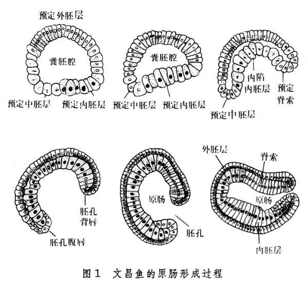 動物性半球