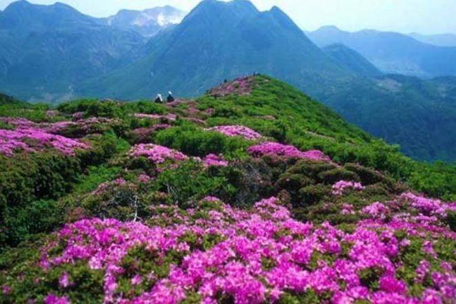 杜鵑山景區(吉安市旅遊景區)