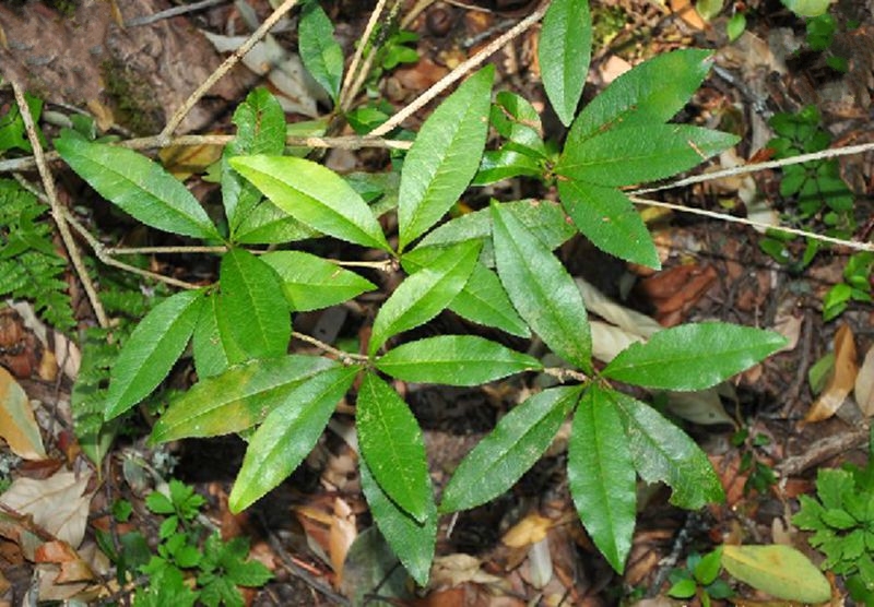 無量山小檗