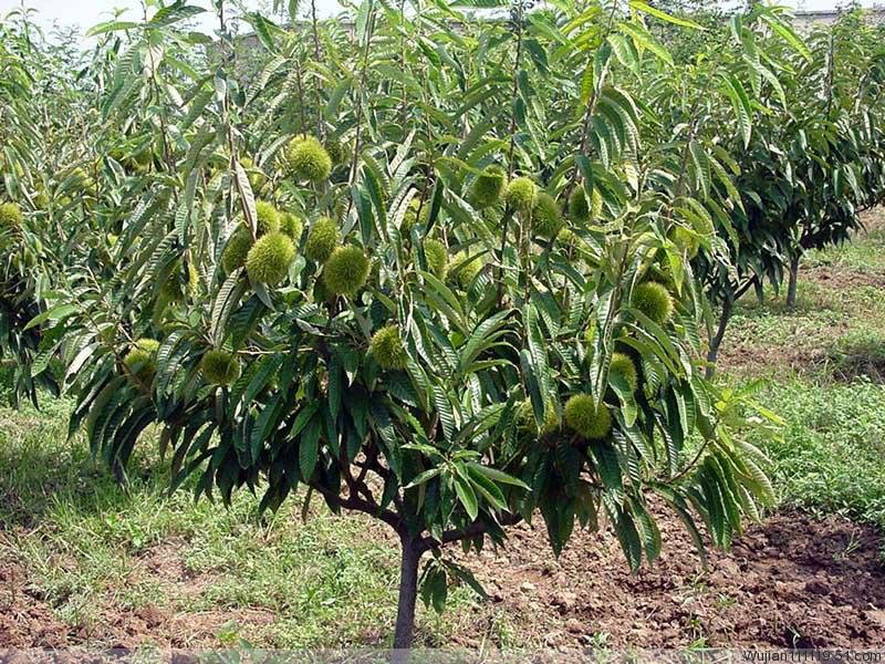 栗子(栗屬植物)