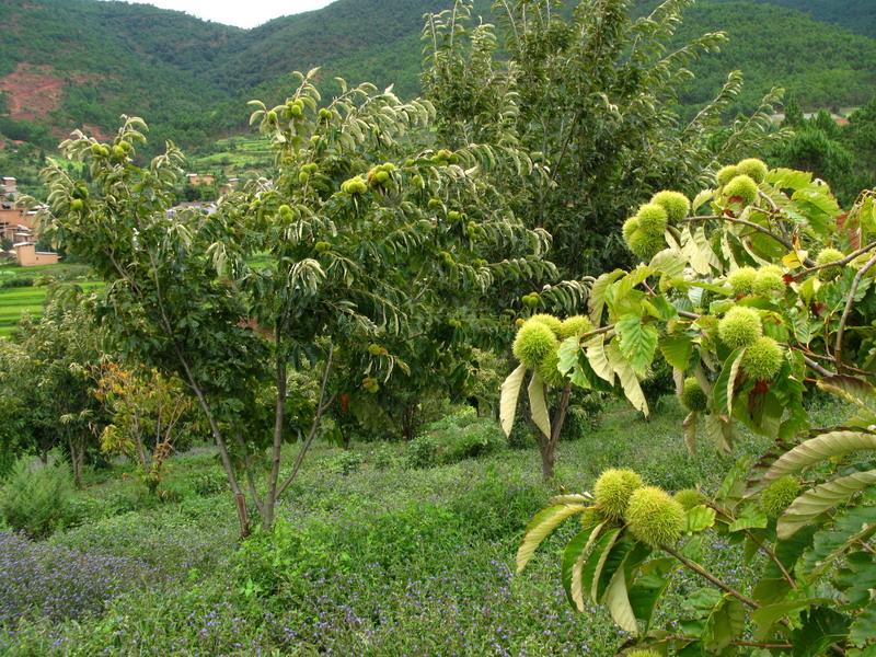 八燈沖村