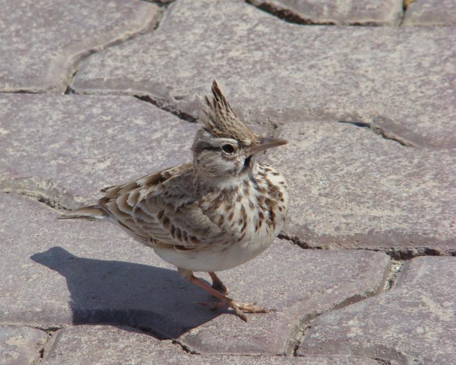 鳳頭百靈俄羅斯亞種