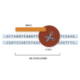 基因編輯(基因組編輯)