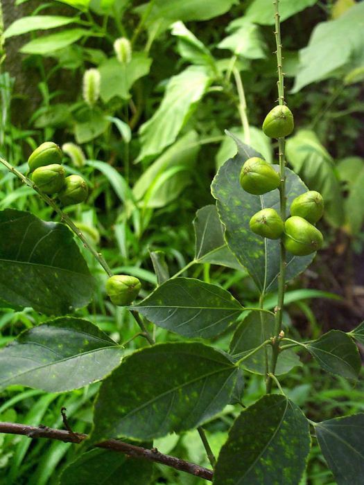 光葉巴豆樹(大戟科巴豆屬植物)